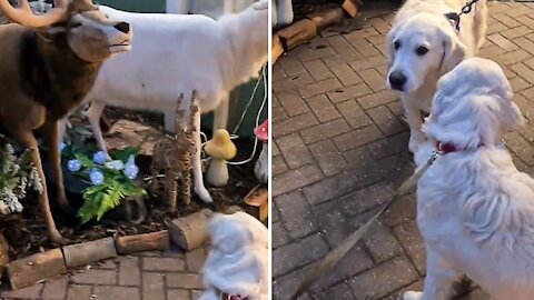 Golden Retriever gets scared by a mechanical reindeer