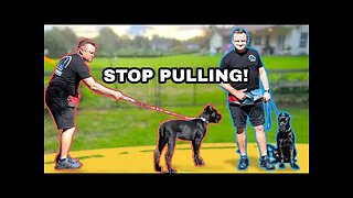 TRAIN ANY PUPPY TO WALK & HEEL NEXT TO YOU! // Cane Corso Puppy Off-Leash