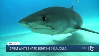 WATCH: 14-foot Great White shark circles fishing boat off La Jolla coast