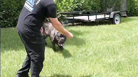 dog treaning video