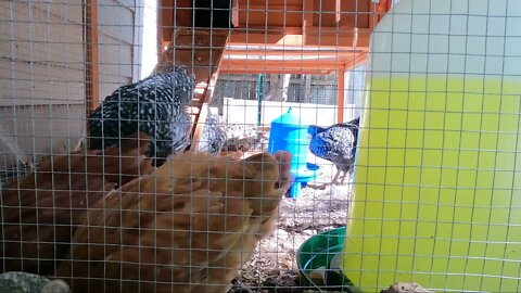 My Backyard Chickens - Episode 24