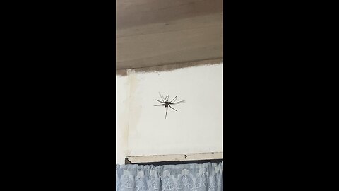 Scary big spider