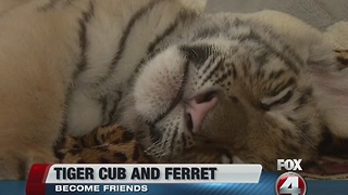 Tiger cub and ferret make unusual friends