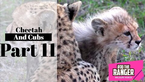 Cheetah And Cubs Part 11: With A Big Meal