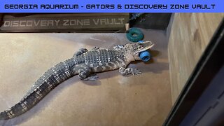 The Georgia Aquarium: Gators and Discovery Zone Vault Exhibits!