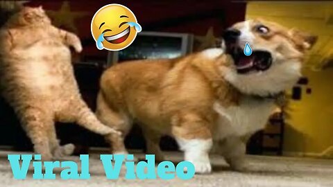 💥Funniest Pets Reactions And Bloopers Viral Weekly😂🙃| Funny Animal Videos💥👌