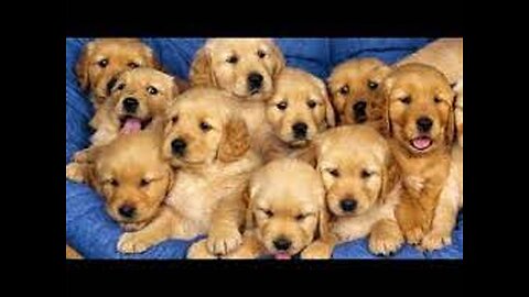 Could you resist these gorgeous puppies