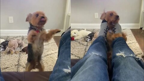 Ferocious Yorkie Attacks Owners Feet!