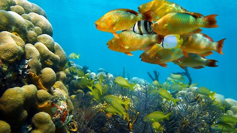 Ocean life, Underwater Videos | Underwater world, Ocean animals, Sea world