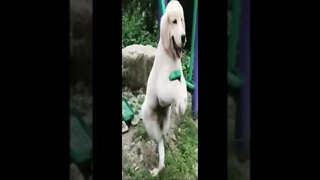 dog video 118