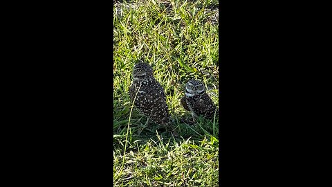 Burrowing Owls have it made in the shade! | 4K