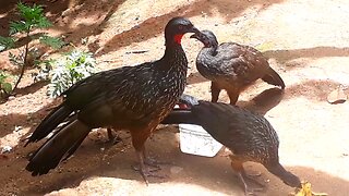 Jacu and her cubs very thirsty and hungry Jacuaçu, jacuguaçu, guans the animals