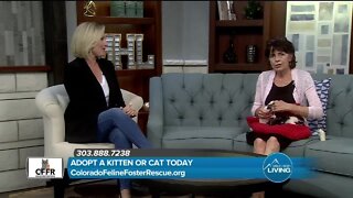 Adopt or Foster // Colorado Feline Foster Rescue