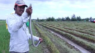 Catch Snake During Harvesting rice