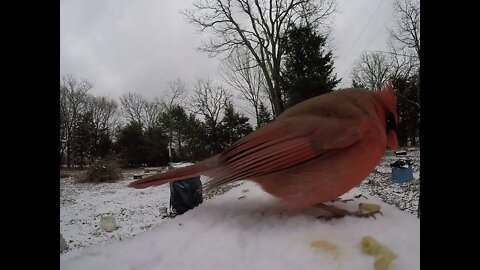 Feeding the birds during snowstorm