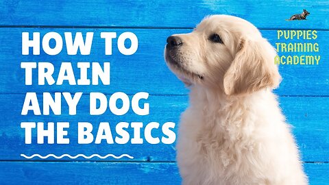 Basic Dog Training, How to Train ANY DOG the Basics and essential skills