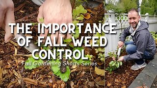 🍂 Importance of Weed Control in Fall Gardening #shorts 🍂