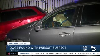 Dogs found with driver in pursuit
