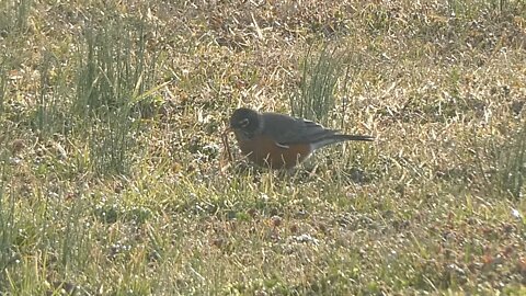 BIRDS, ROBINS (First sign of Spring)