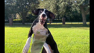 Funny Great Dane's Catching Is Better Than Her Fetching Of The Newspaper