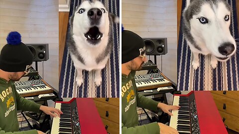 Howling husky gets remixed into funny song