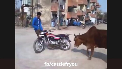 Funny animal attack on people Latest funny videos