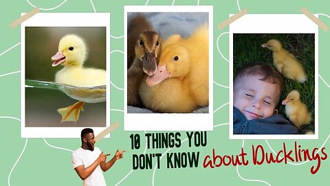 10 THINGS You Don't Know About Ducklings 😁🪿|#farming #food #duck #duckling #shorts #short #subscribe