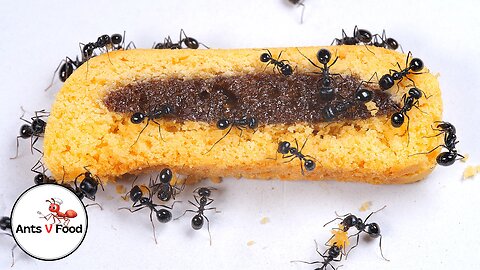 Ant Colony vs Fig Roll Time-Lapse #short