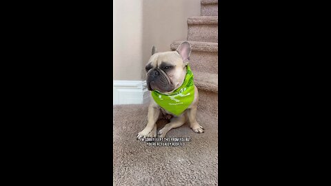 I Was Adopted? | Mochi The French Bulldog
