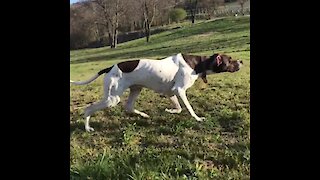 Pointer dog shows off flawless hunting skills while stalking chicken