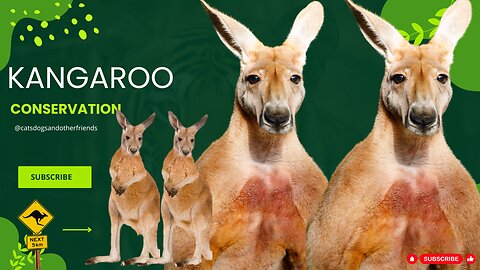 #Kangaroos: Hopping into the Fascinating World of Australia's Jumping Marvels! 🌏🦘🔍