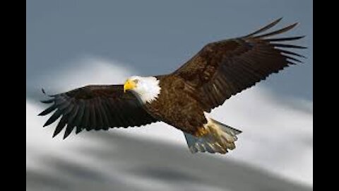 Bald Eagle facts: a Symbol of North America | Animal Fact Files