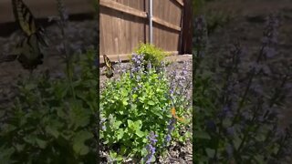My Catmint brings the Pollinators to the yard🎶