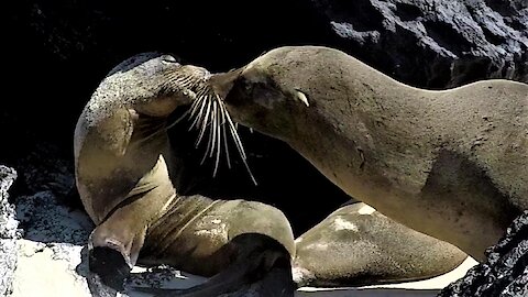 Sea lion steals a kiss and makes his lady swoon with delight