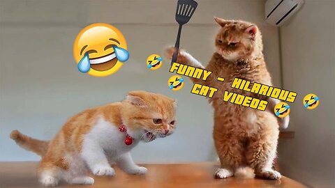 Funny Hilarious 😂🤣🤣 Cat Videos 😂🤣😂🤣🤣