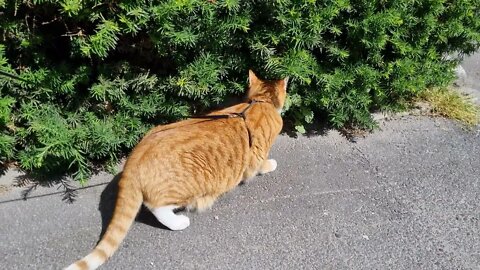 Bird taunting cat