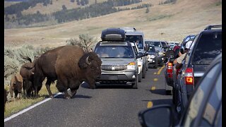 Animals Attack! Colorado Woman Attacked by Mule Deer; Yellowstone Tourist Dodges Bison