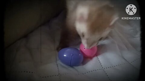 A little enrichment game for Romeo part 2..