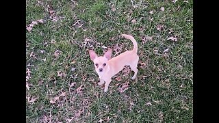 Harley the puppy getting his exercise