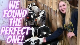 Daily Vlog - Baby Cow Shopping! We Found The Perfect ONE!