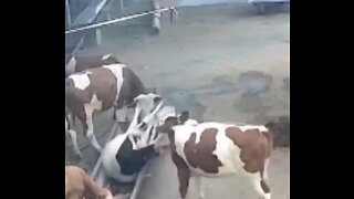 Cow Couple Fighting