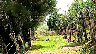 Paradise found, Chickens lost