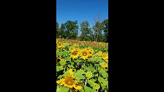 sunflowers