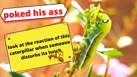 Poked ass !! Look at the caterpillar's reaction when an ant pokes its ass