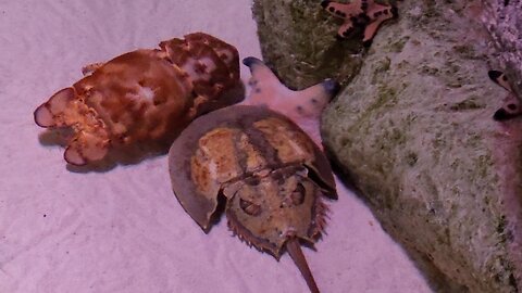 Horseshoe Crab Plays Bumper Cars With a Slipper Lobster