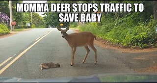 Momma Deer Stops Traffic, has a man follow her to save her baby