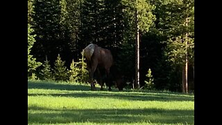 Mooky and his Family sees elk in their Montana house backyard￼