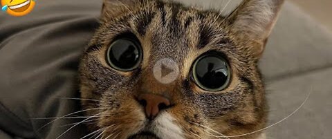 Funny😂 animal videos💖 2023 - Funny cats😻_dogs🐕 - Funny animals
