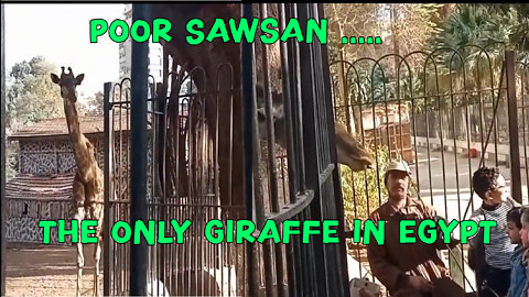 Poor Sawsan ..... the only & rarest giraffe in Egypt & the only one without a husband