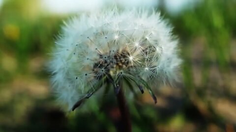 Beachfront B Roll Dandelion Windy Free to Use HD Stock Video Footage